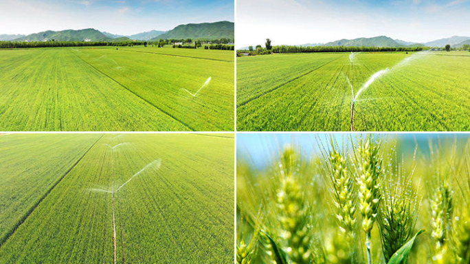 麦田小麦农业灌溉小麦浇灌麦田灌溉麦田小麦