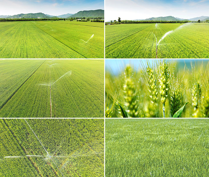 麦田小麦农业灌溉小麦浇灌麦田灌溉麦田小麦