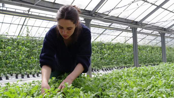 在花园中心检查植物的女人