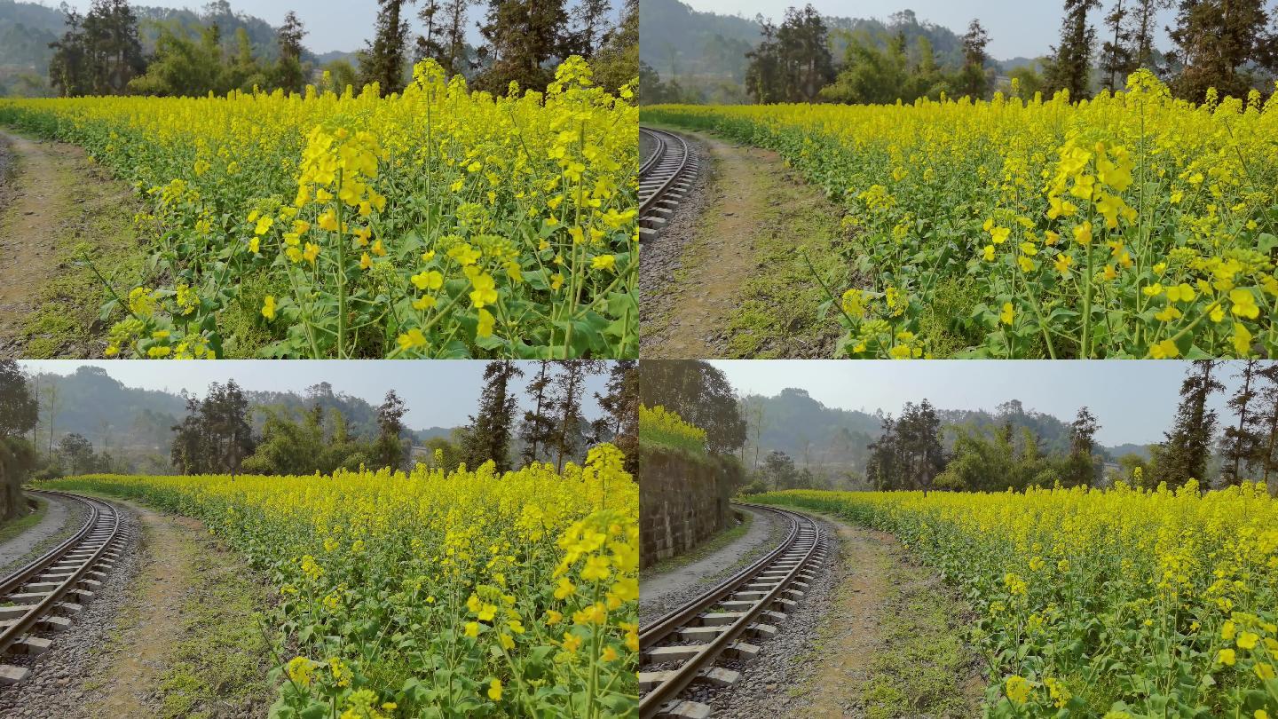 铁路两旁盛开的油菜花