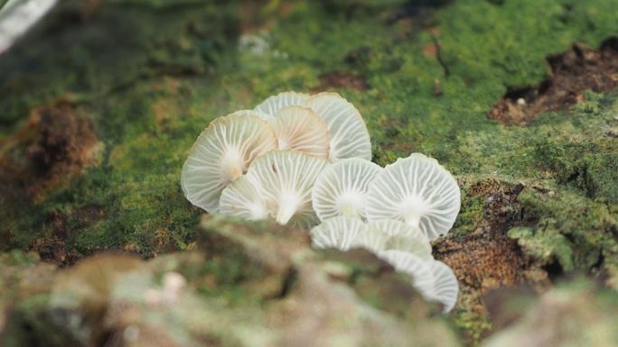 原木上的蘑菇香菇食物植物