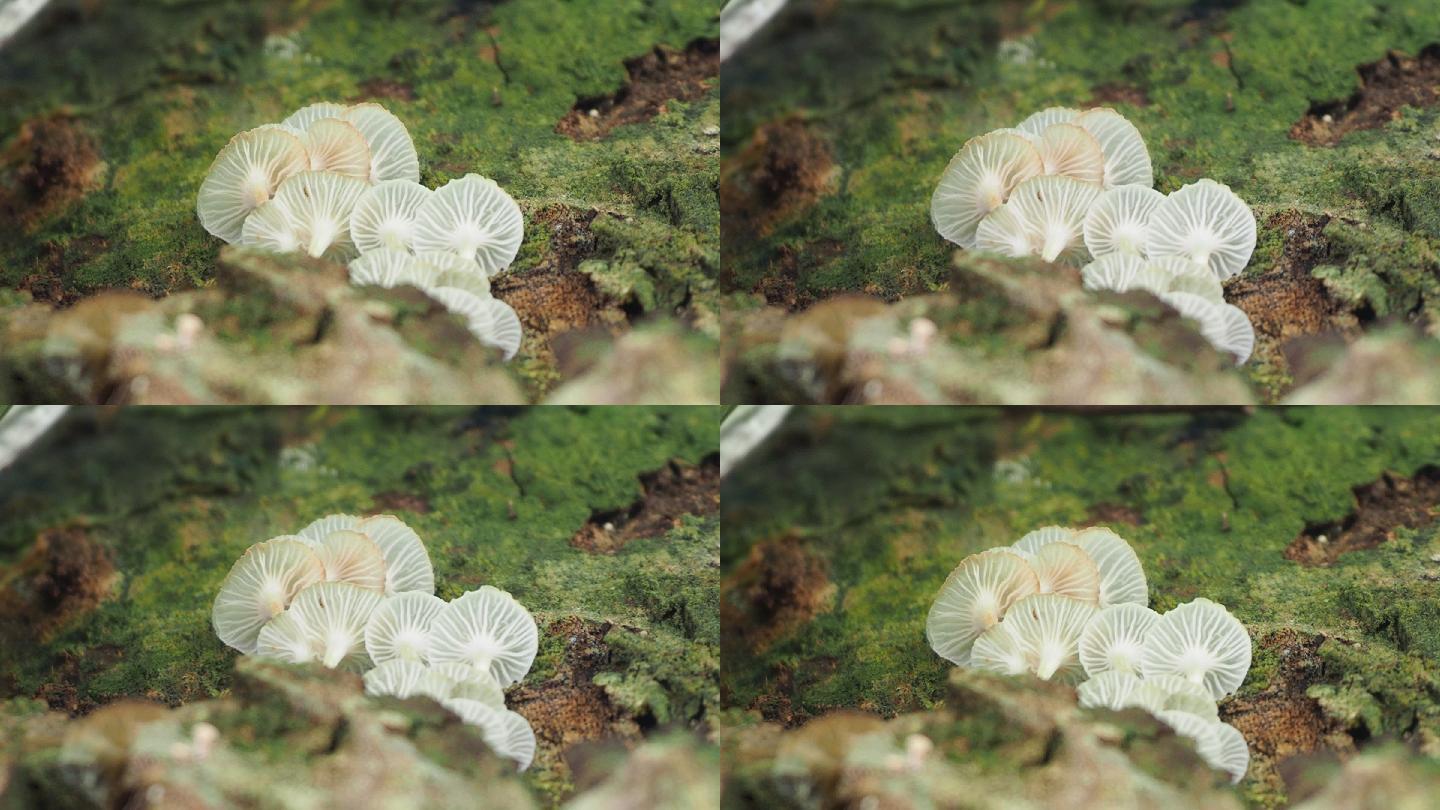 原木上的蘑菇香菇食物植物