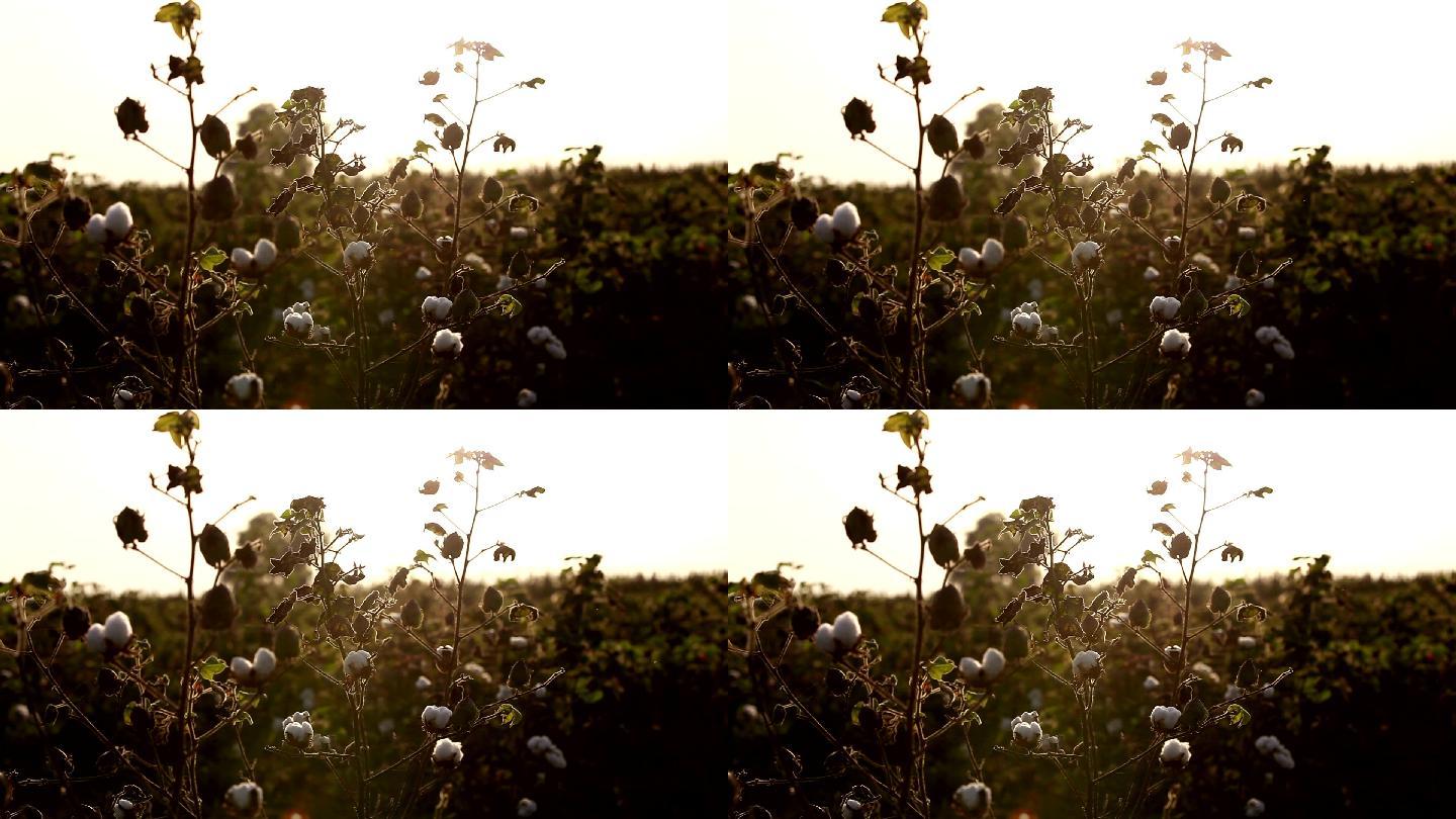 日落时的棉田HDR图像