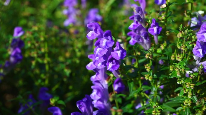 黄芩 唇形科 黄芩属 药用 紫花