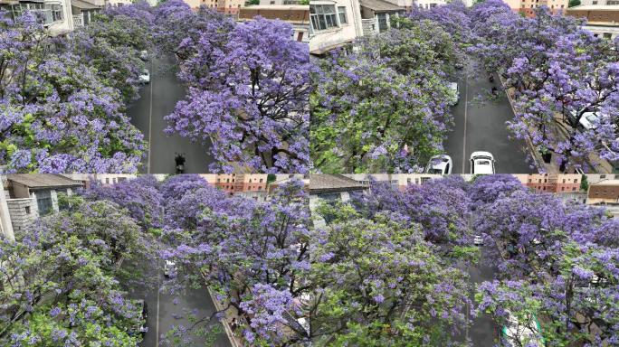 昆明蓝花楹