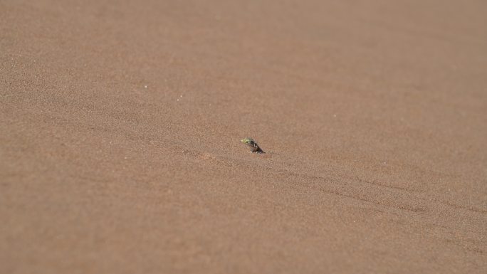 铲鼻蜥蜴动物世界沙漠中的蜥蜴