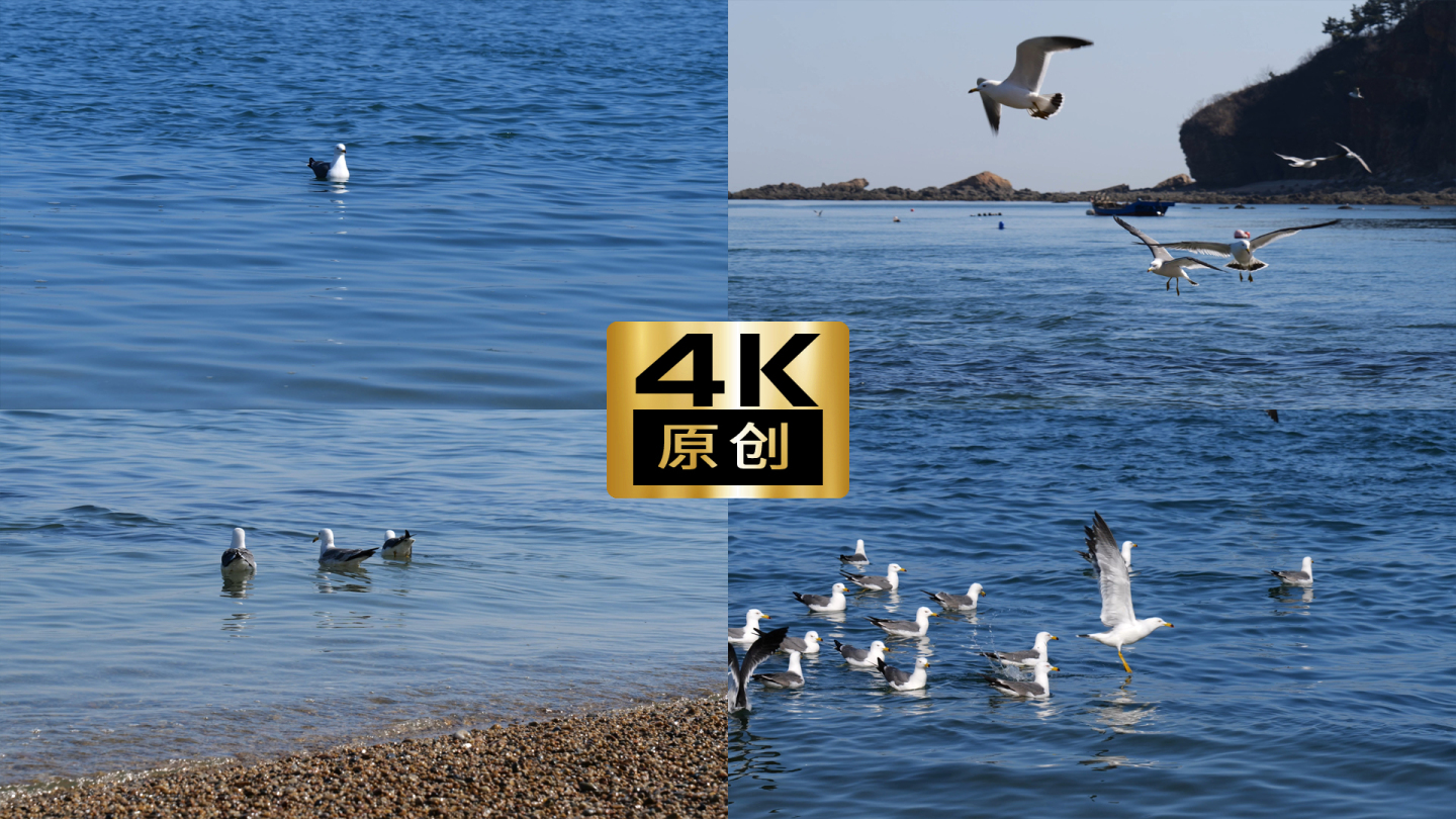 4K海鸥海鸟生态栖息