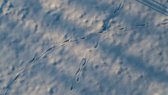 无人驾驶飞机拍摄雪地里的动物脚印