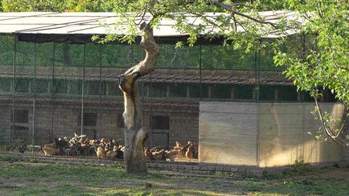 树林中的鸡圈养殖厂生态养殖