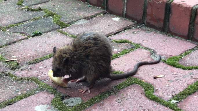城市老鼠吃的食物老鼠觅食