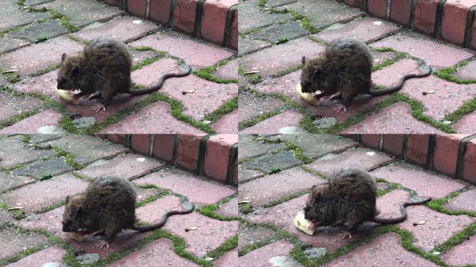 城市老鼠吃的食物老鼠觅食