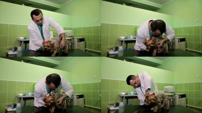 兽医在兽医诊所检查约克郡猎犬。