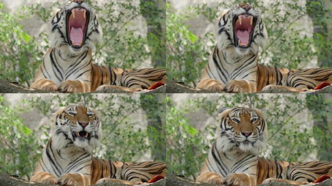一只老虎躺在森林的岩石上看着摄像机的特写镜头