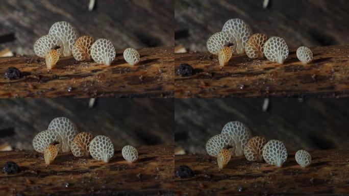 原木上的蘑菇小蘑菇