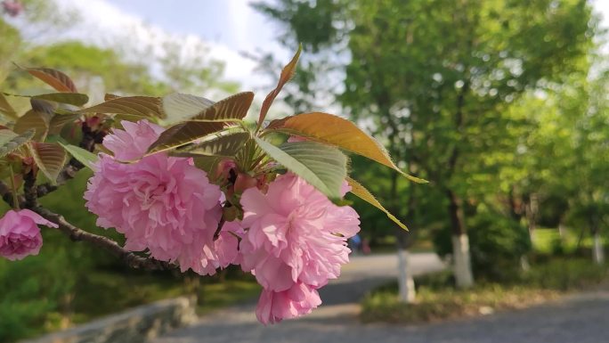 粉色樱花近景特写