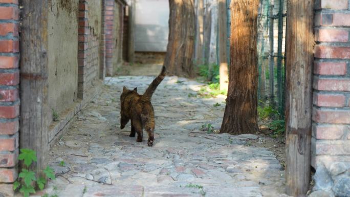 黑猫在小道行走玳瑁猫