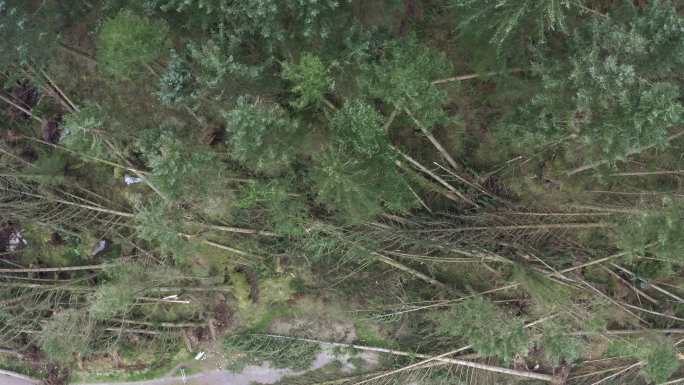 大风吹倒树木的无人机视图