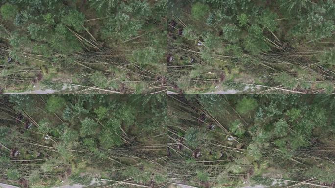 大风吹倒树木的无人机视图