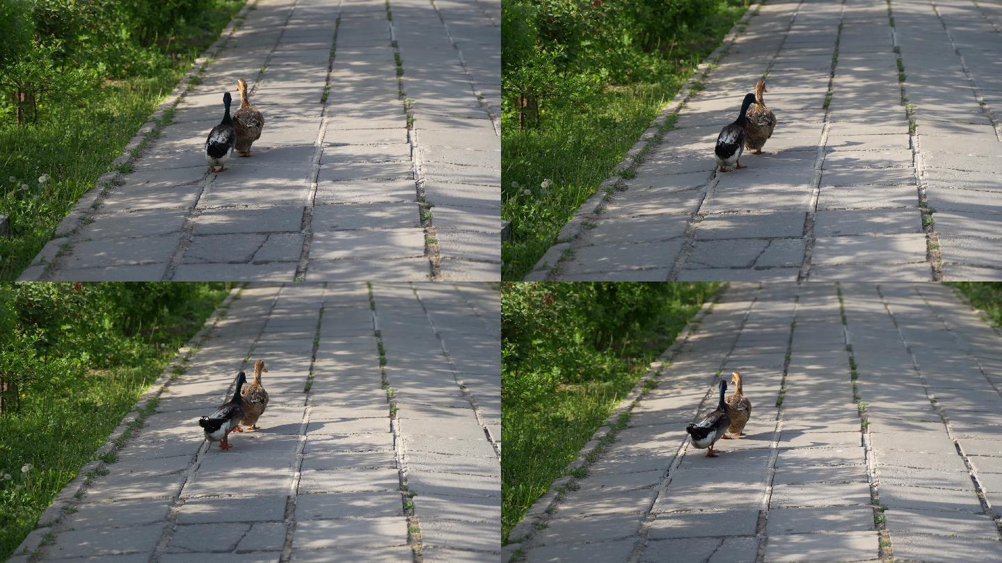 鸭子家禽在小道行走
