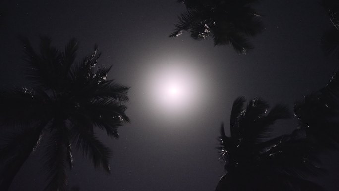 月光穿过棕榈叶月黑风高夜晚白月光
