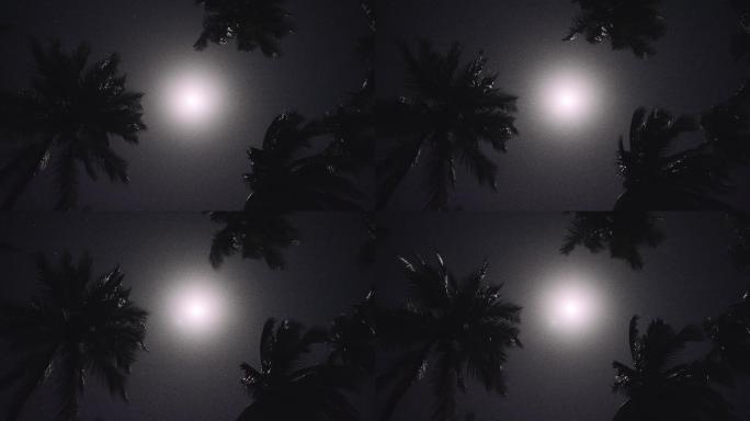 月光穿过棕榈叶月黑风高夜晚白月光