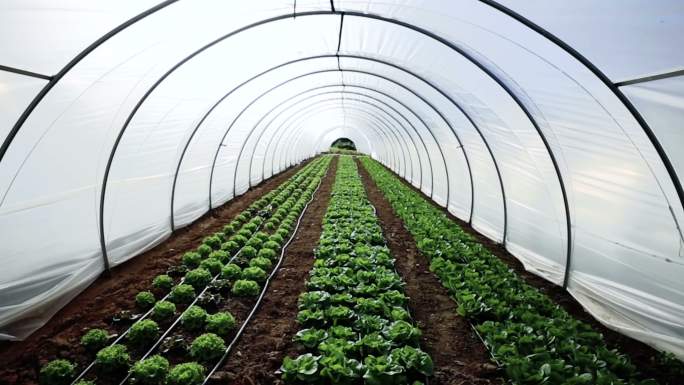 温室蔬菜沙拉视频作物大棚种植