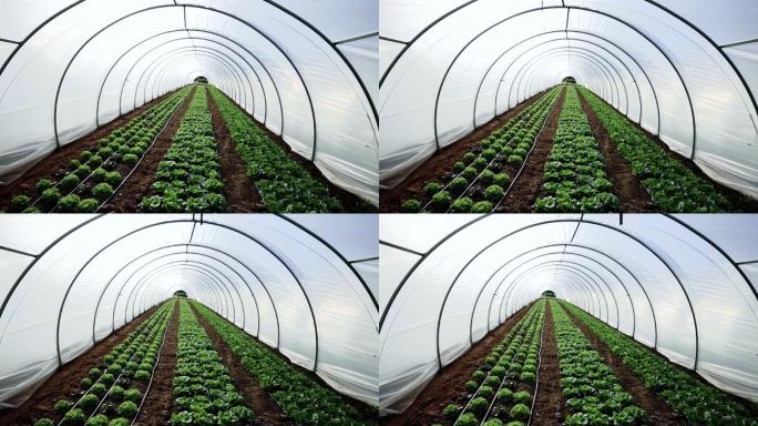 温室蔬菜沙拉视频作物大棚种植