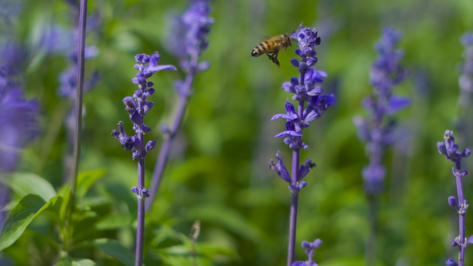 蓝花鼠尾草一串蓝花海中采蜂蜜的蜜蜂