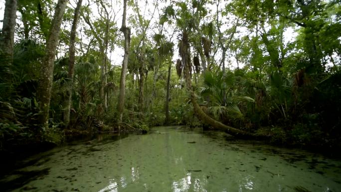 在热带森林中，沿着清澈的、泉水哺育的、底部有沙子的小溪往下看