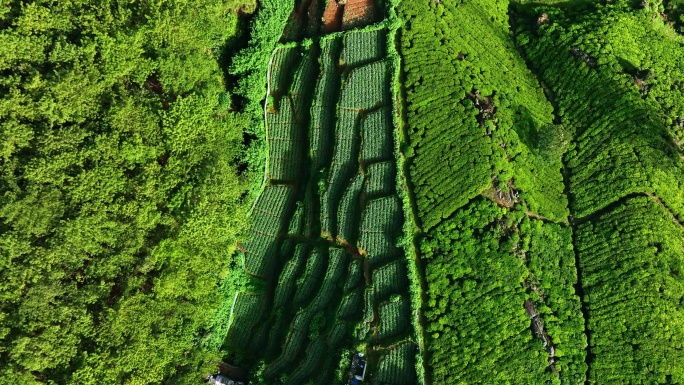 斯里兰卡努瓦拉埃利亚茶园鸟瞰图