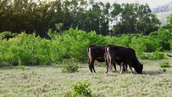 一家三口幸福牛牛野外吃草