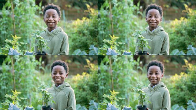 社区花园中的非洲裔美国男孩手持植物