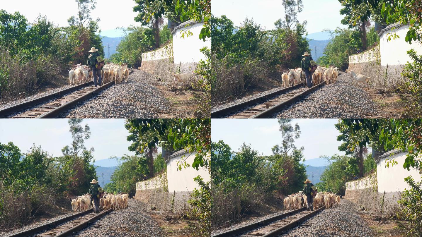 云南红河建水滇越铁路米轨上放羊的村民