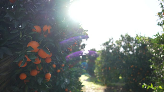 阳光明媚的日子里，橘子园是橘子园。