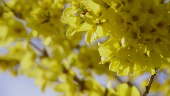 春季连翘连翘特写黄色花