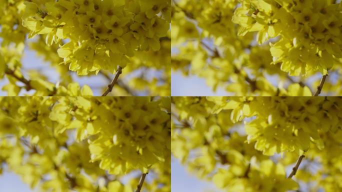春季连翘连翘特写黄色花