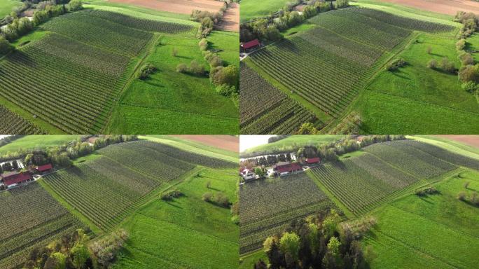 斯洛文尼亚一个大型果园的空中镜头