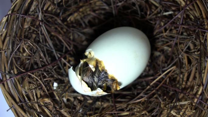 雏鸭孵化破壳小鸟出生