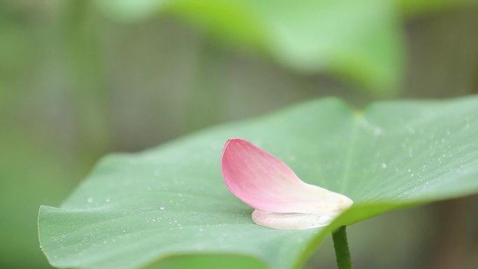 羞涩的荷花