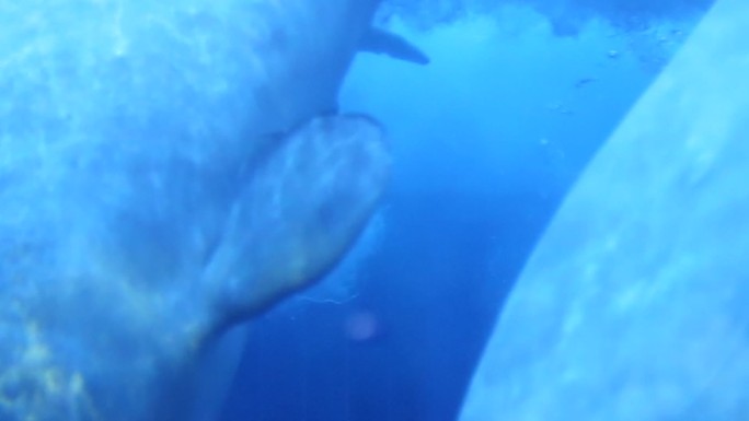 哺乳动物 鲸鱼 饲养员 海洋公园 戏水