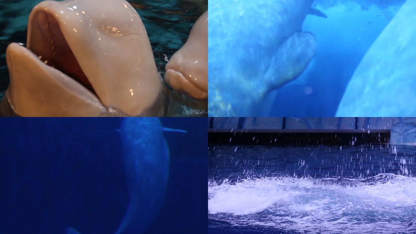 哺乳动物 鲸鱼 饲养员 海洋公园 戏水
