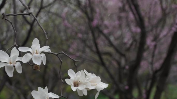 风雨中摇荡的百合花素材