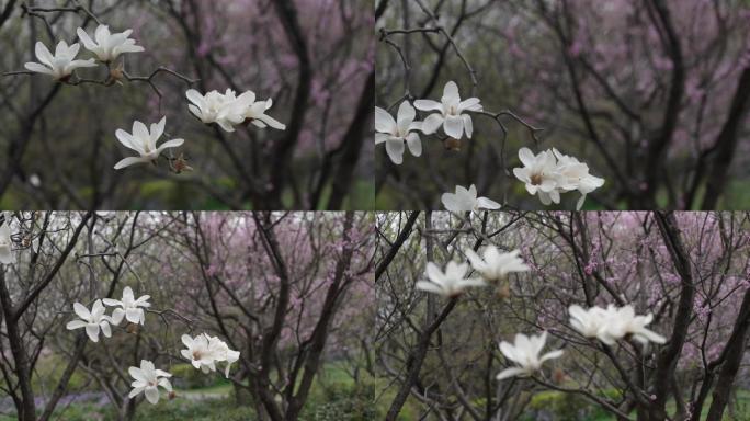 风雨中摇荡的百合花素材