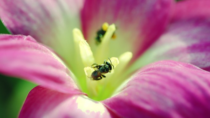 无刺蜜蜂或小蜜蜂的特写镜头是一种昆虫，能帮助花朵授粉，使农民有好的产品。春季的自然概念。