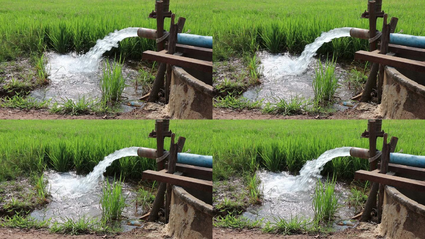 水向下流动以滋养稻苗。