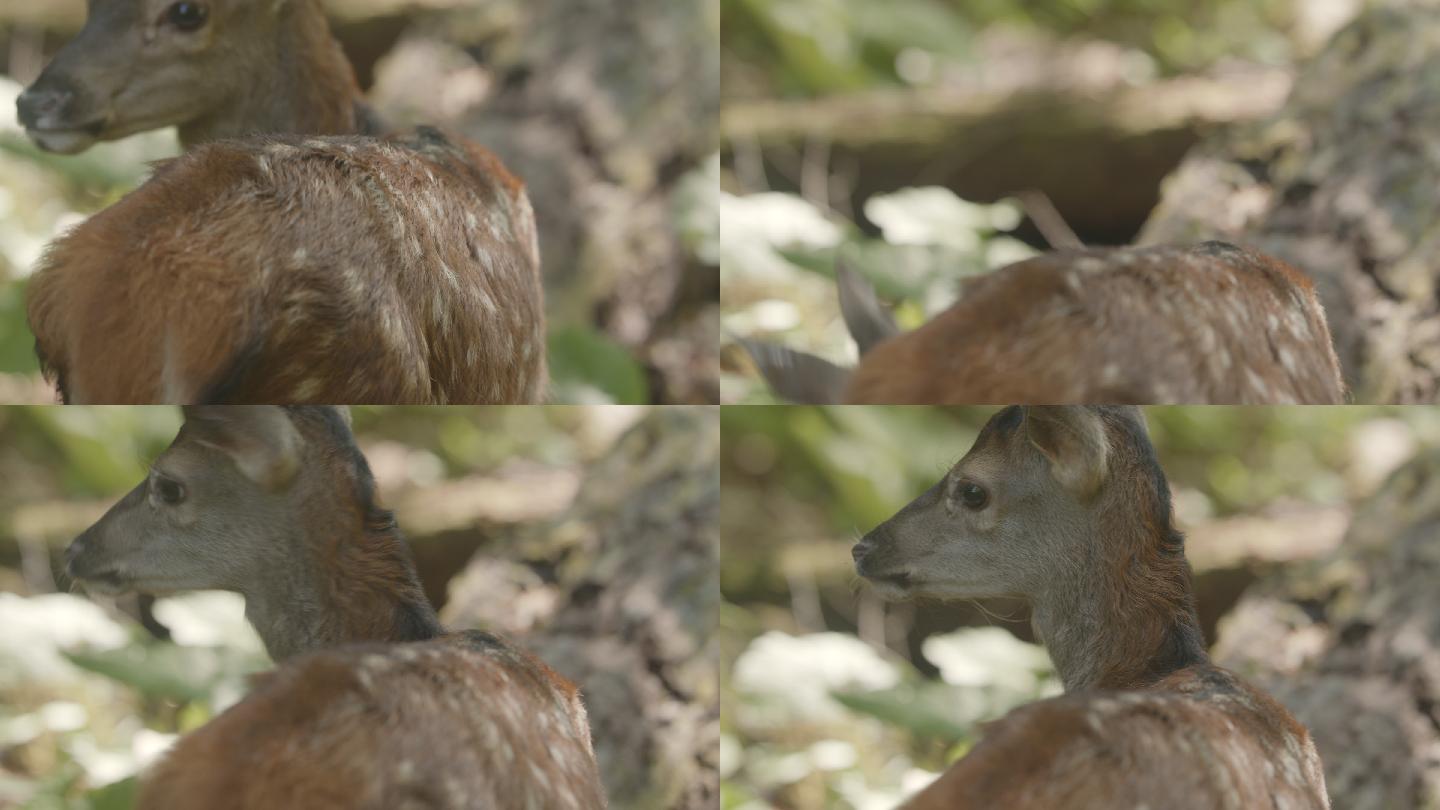 一头小鹿（小鹿）试图在森林中寻找食物（4K）