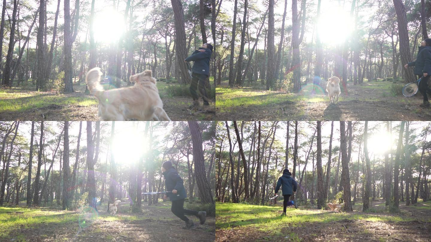 快乐的男孩在秋天的森林里和她的金色猎犬玩耍。