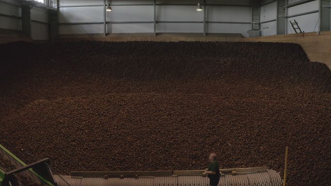 分配收获的土豆的农业机械。仓库内部