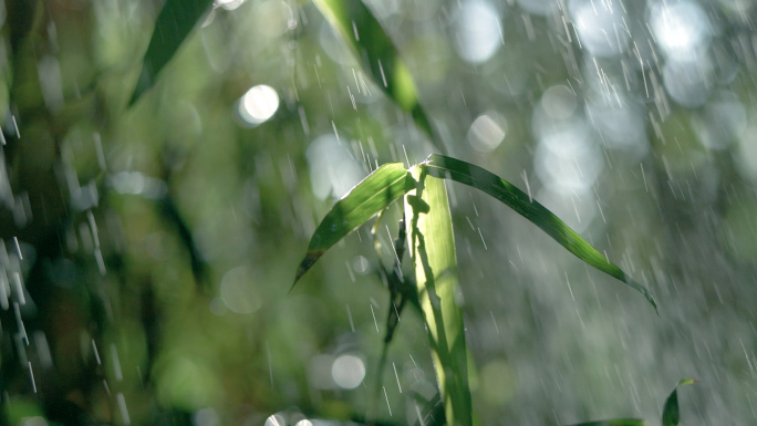 森林树林下太阳雨，唯美竹林雨景视频素材