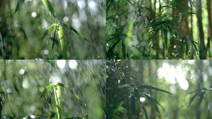 森林树林下太阳雨，唯美竹林雨景视频素材